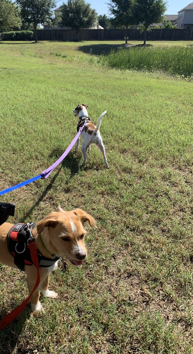 Jess_LopezG0323's tweet image. #AdminChallenge #5 ✅ Had some pretty cute company for that run too 😂♥️ Thanks for keeping us moving, @Fan4EMHS! #PawsUp 🐾