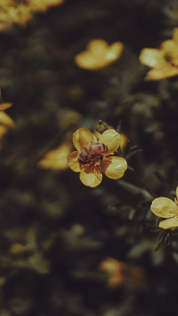 noxjustice's tweet photo. I got tired of not having models so I did a photoshoot of a bee. https://t.co/ZeY93lvqWZ