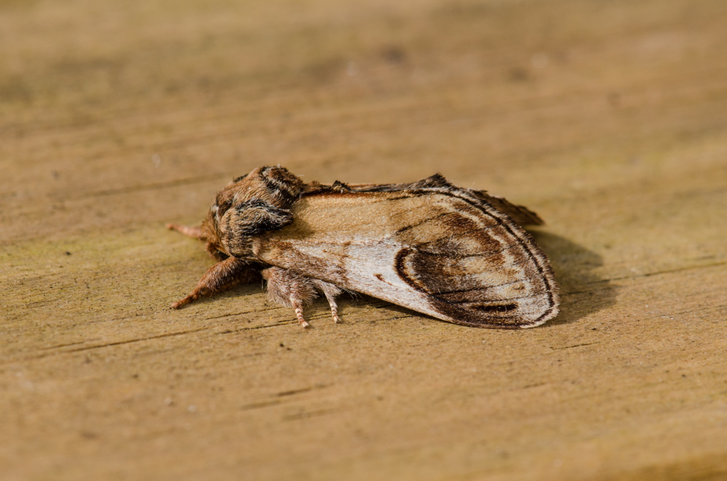 Moths glorious moths! I had 18 species in my garden moth trap yesterday morning. They were a joy to behold, the best way to start the day. This utterly gorgeously fresh Pebble Prominent was one of the many stars. I'm not sure I've ever seen one looking so pristine.  @BritishMoths