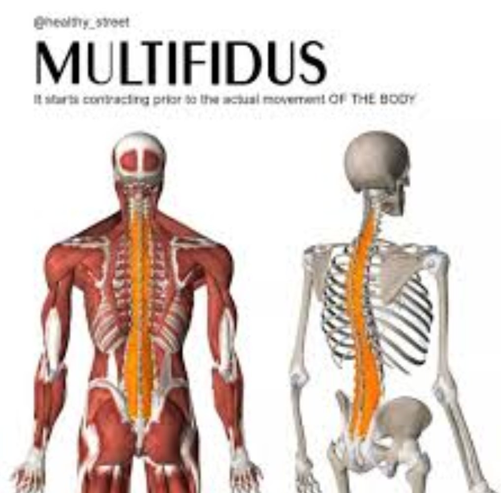 I belueve it's called the Multifidus. It's very deep, runs the whole legnth of the spine, neck to tailbone...