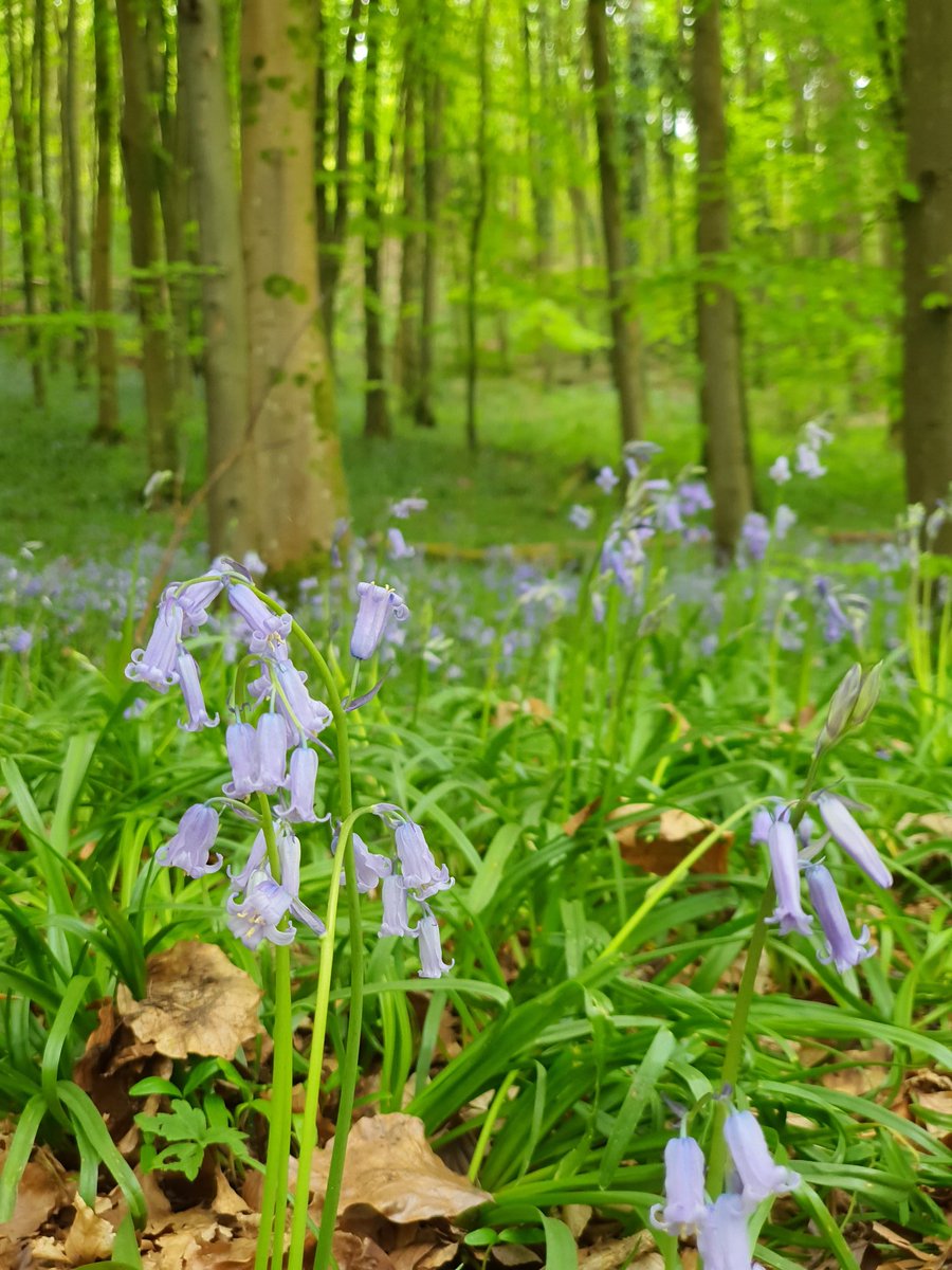 MrCarline's tweet image. Woods were so green today.. #nantmill