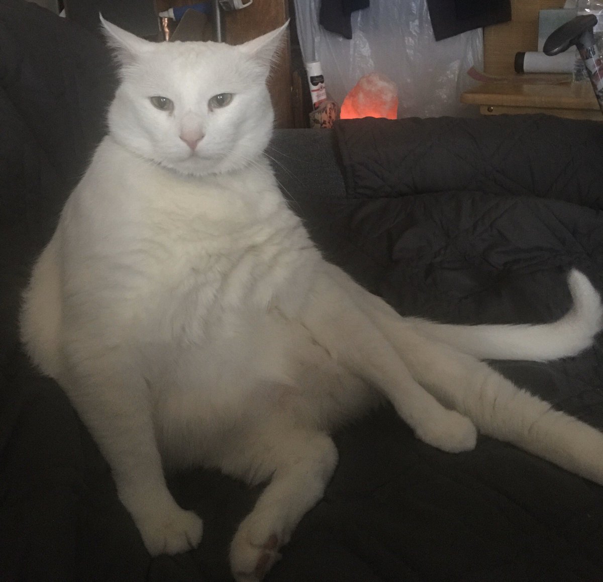 tricia62673's tweet photo. #CatsOfTwitter #CatsOfTheQuarantine @Floppy_the_cat #cats #catsposing https://t.co/N0fuCggMar