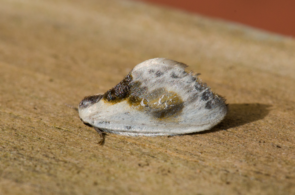 From twig/wood mimics to bird poo mimics! Behold the tiny but magnificent Chinese Character. Another moth that never fails to make me smile.