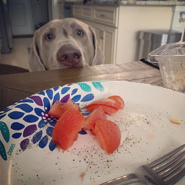 theOGintrovert's tweet image. Dog: Hey, human... You gonna finish that?
Me: 🤦🏼‍♀️ .
.
.
.
#luckygirl #labradorsofinstagram #luckypup #lunch #dogsofinstagram #april #thisishowiroll #silverlabrador #sunday #quarantine #floridadogs #sarasota #florida #northportfl #puppies #instadogs #dogs #spring #silverlabsquad