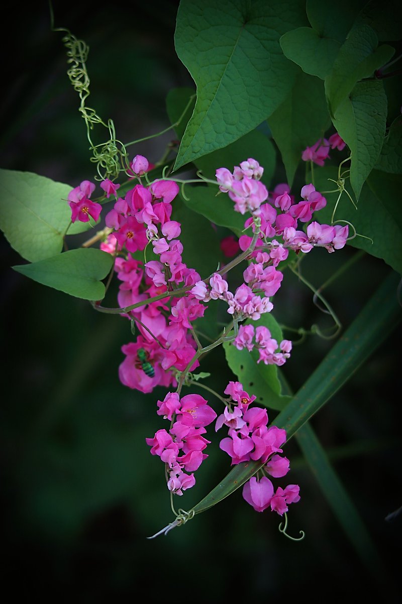 JimBaileySr's tweet photo. @CanonUSAimaging @ErinBabnik #CanonColorChallenge @CanonUSAimaging Found this purple vine growing at the local state park. #canon https://t.co/UzOwnv0vWq