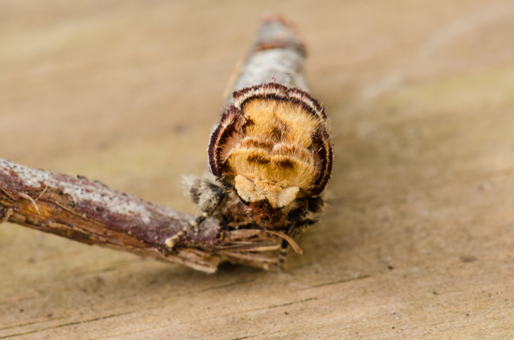 There were several mimics in the trap, the best was the master twig mimic, the amazing Buff-tip. Again, this one was incredibly fresh and stunning to see. They always bring a smile to my face.  @SomersetWT