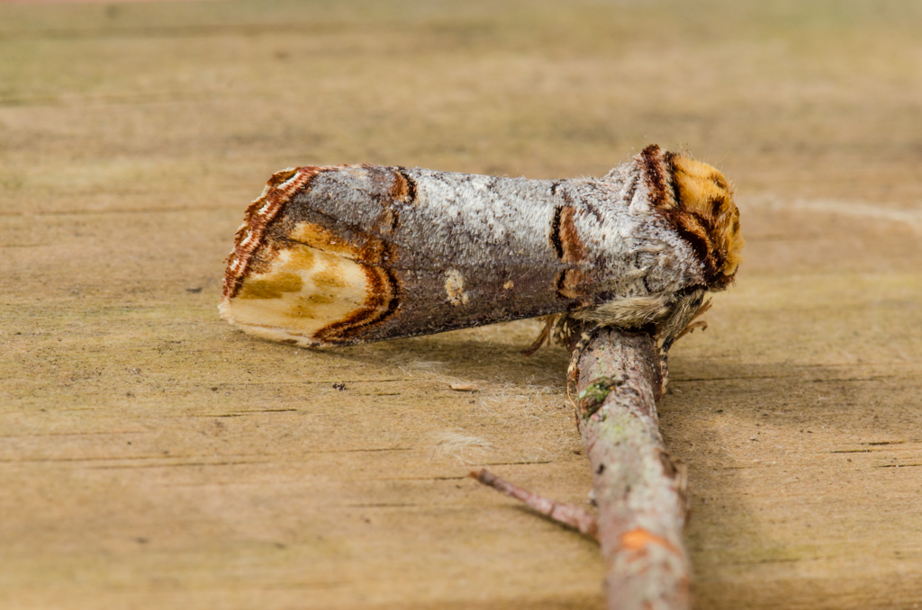 There were several mimics in the trap, the best was the master twig mimic, the amazing Buff-tip. Again, this one was incredibly fresh and stunning to see. They always bring a smile to my face.  @SomersetWT