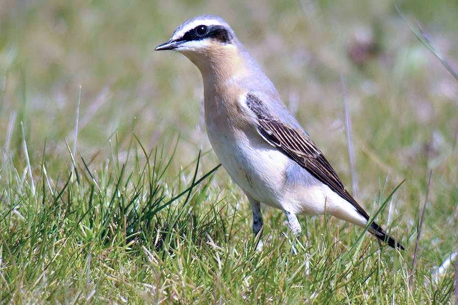 barry_woodhous7's tweet photo. Greenland wheatear 7 minutes from my house allowed exercise walk distance #digscoping @BINsBirder @davidgcarter7 @trochytracker @Spe24Simon @t_humpage @DEBALMER @terrystopher https://t.co/3ISMfcoXwW