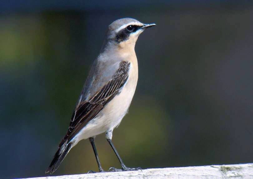 barry_woodhous7's tweet photo. Greenland wheatear 7 minutes from my house allowed exercise walk distance #digscoping @BINsBirder @davidgcarter7 @trochytracker @Spe24Simon @t_humpage @DEBALMER @terrystopher https://t.co/3ISMfcoXwW