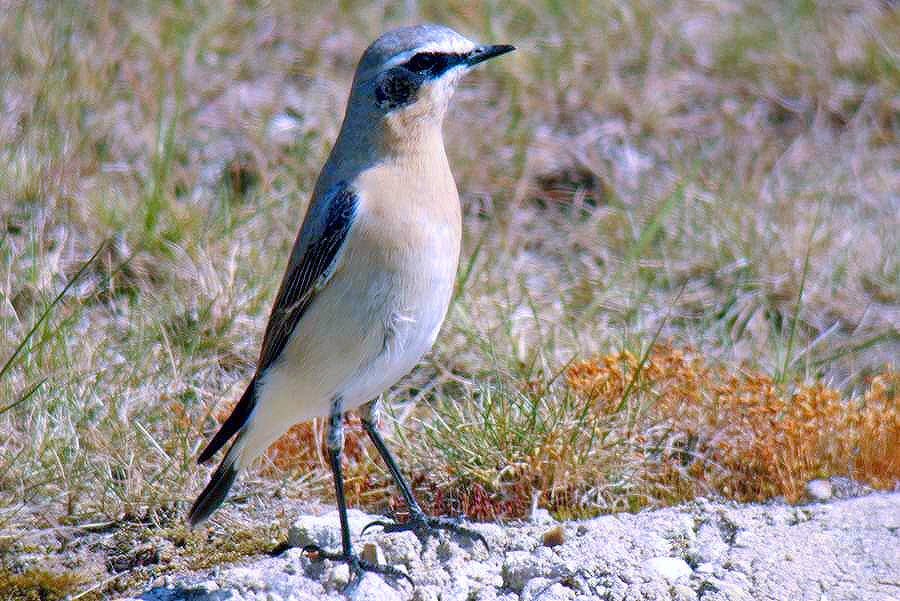 barry_woodhous7's tweet photo. Greenland wheatear 7 minutes from my house allowed exercise walk distance #digscoping @BINsBirder @davidgcarter7 @trochytracker @Spe24Simon @t_humpage @DEBALMER @terrystopher https://t.co/3ISMfcoXwW