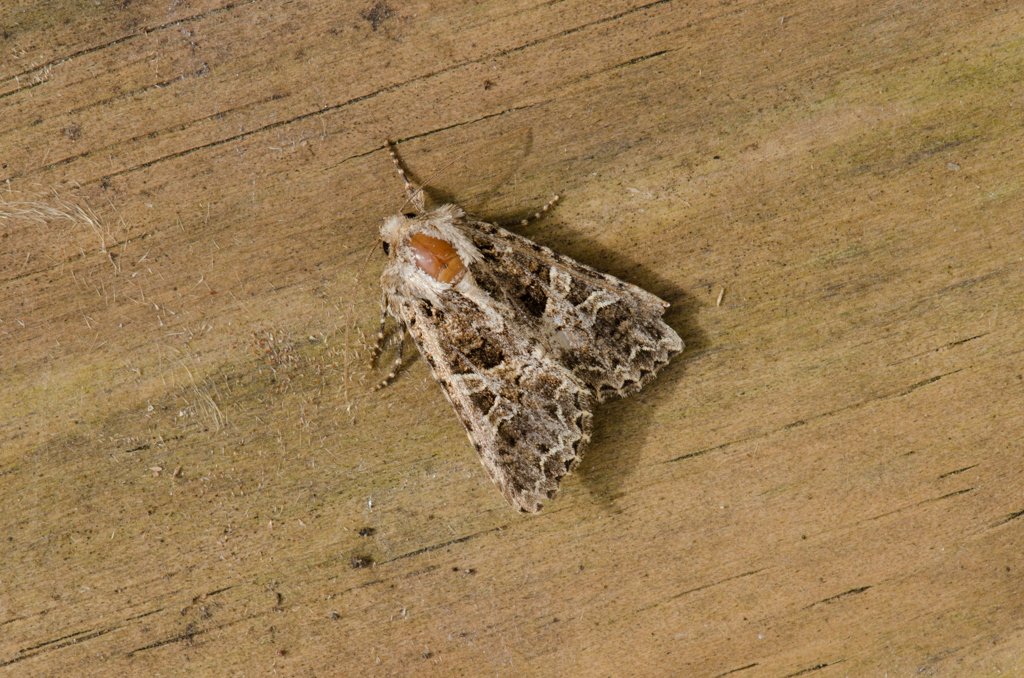 Finally, I had a Lychnis moth. This species used to emerge at the start of May but due to climate change it now emerges in early April. Thanks to the amazing Moth Atlas I can now learn these interesting bits of information about the species I catch.  @savebutterflies