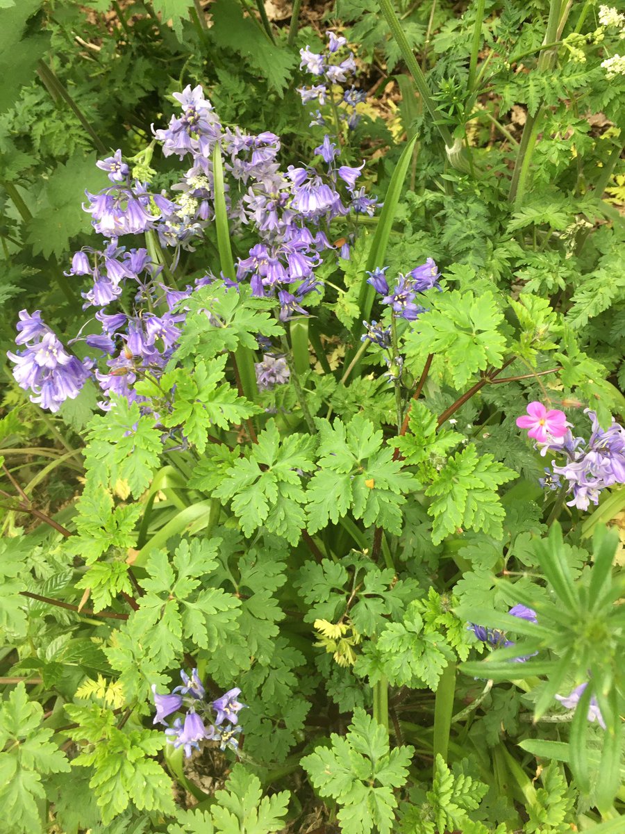 herdwick_gal's tweet photo. Right folks, today’s walk, #RestrictedMovementOrder there is a definite dampness in the air and you could smell the pungent aroma of the wild garlic growing by the river, you’ve also got a signpost, I know you like those and some bluebells https://t.co/Cv4VEh5zkO