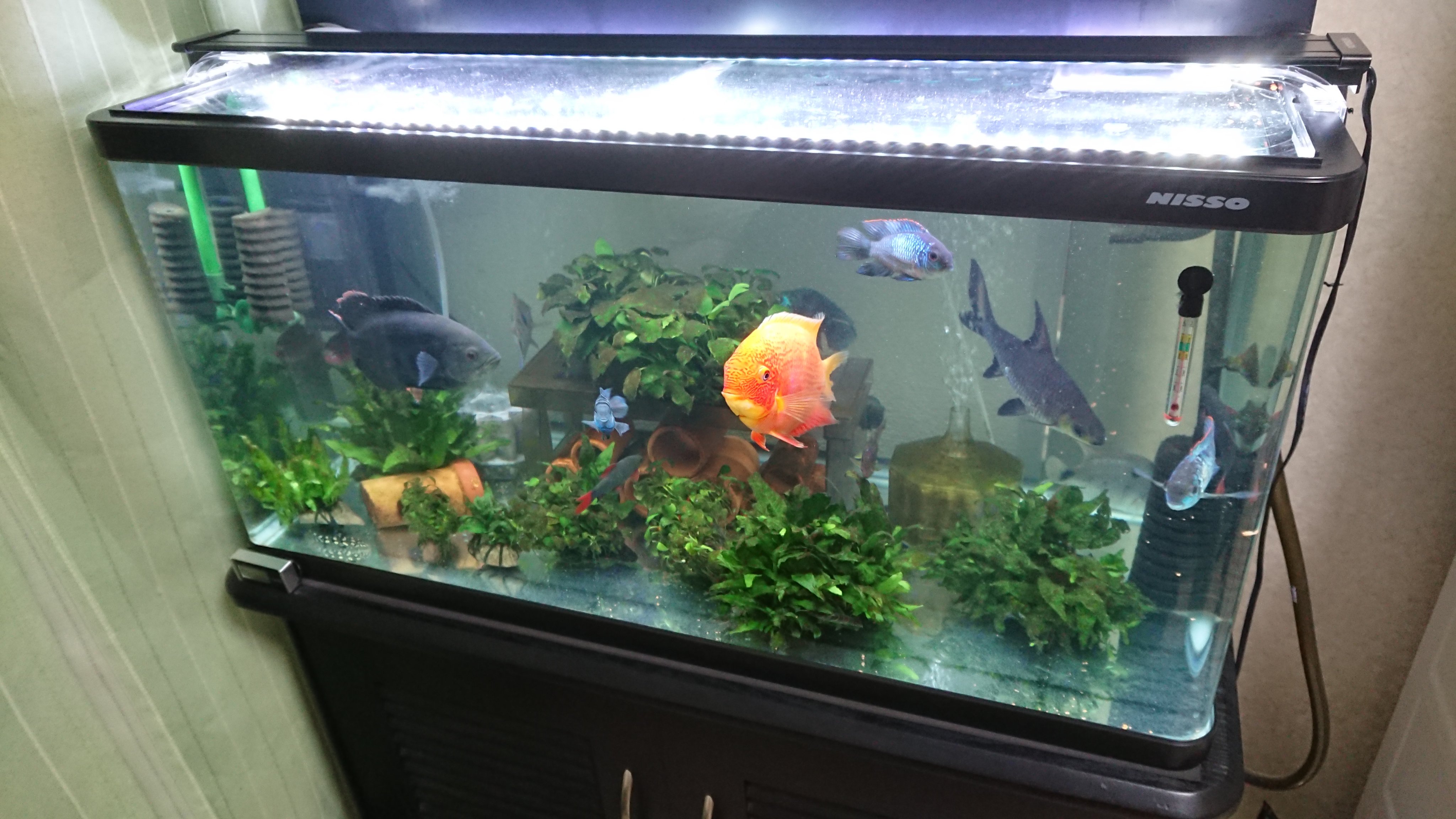 Mamoru もう1本の90cm水槽と比較して水のキレがいまいちだったので 90cm水槽の濾過を強化しました 今まで使用の フィルターは 上部 外部 投げ込み式の3つでした 余っていた水中 スポンジ 投げ込み式フィルター3つを追加です スポンジは暫定的で