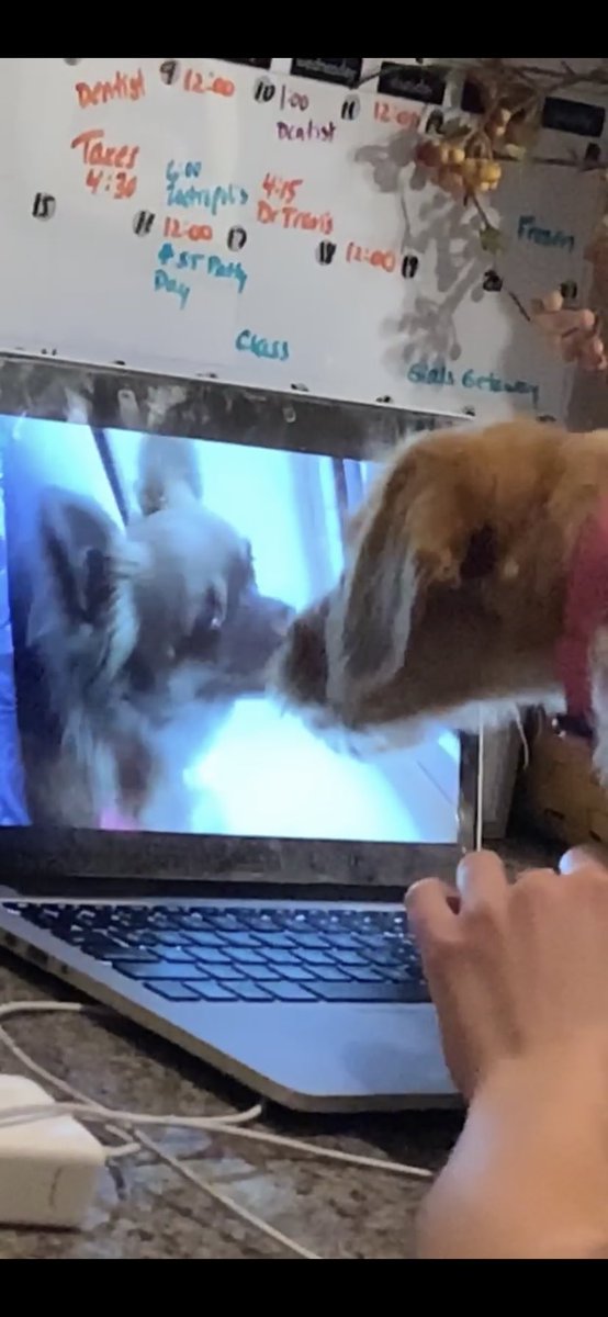 BriannaMumma2's tweet photo. Stella showered for her Zoom call and wants to contribute to the creation of her momโs garden #LVCSoc https://t.co/28ZEv86yv5