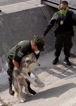 Personal de #PolicíaAmbiental rescató una perrita que tenía tres días dentro del canal del Bulevar Herradura en el fracc. del mismo nombre.
Se procedió a su rescate y aseguramiento, para trasladarla a Control Animal, donde podrá ser recuperada por su dueño o puesta en adopción