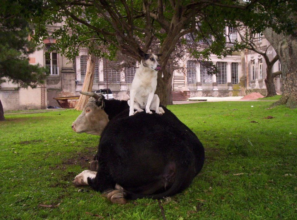 Juan Diego Ormaechea tweet media