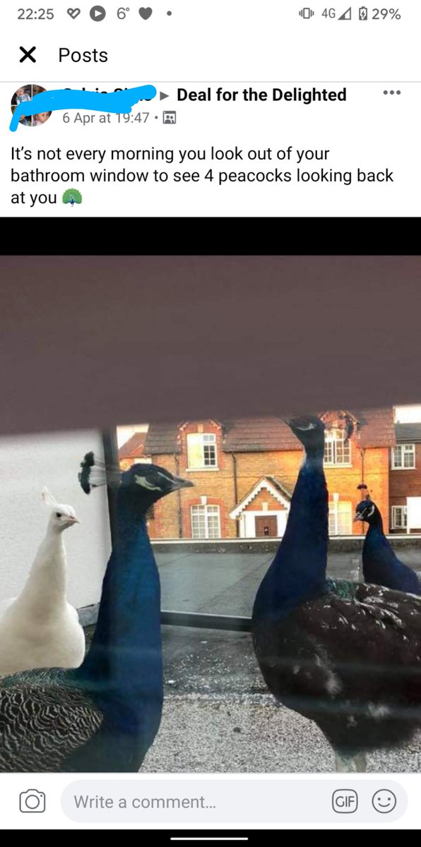 (turns out peacocks love a bit of causal voyeurism)