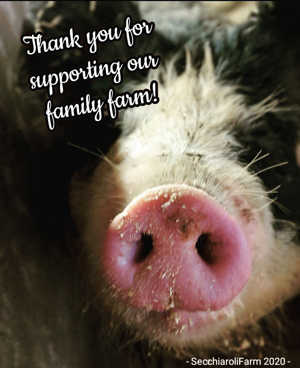 SecchiaroliFarm's tweet photo. secchiarolifarm
A big snout out to all our customers!  🐽
Week 2 of our new online farm store is in the books.   We appreciate your support! #berkshirepork #berkshirehogs #ctgrown #heartctgrown #realpork #realpigfarming https://t.co/CW2Vdl3uR1