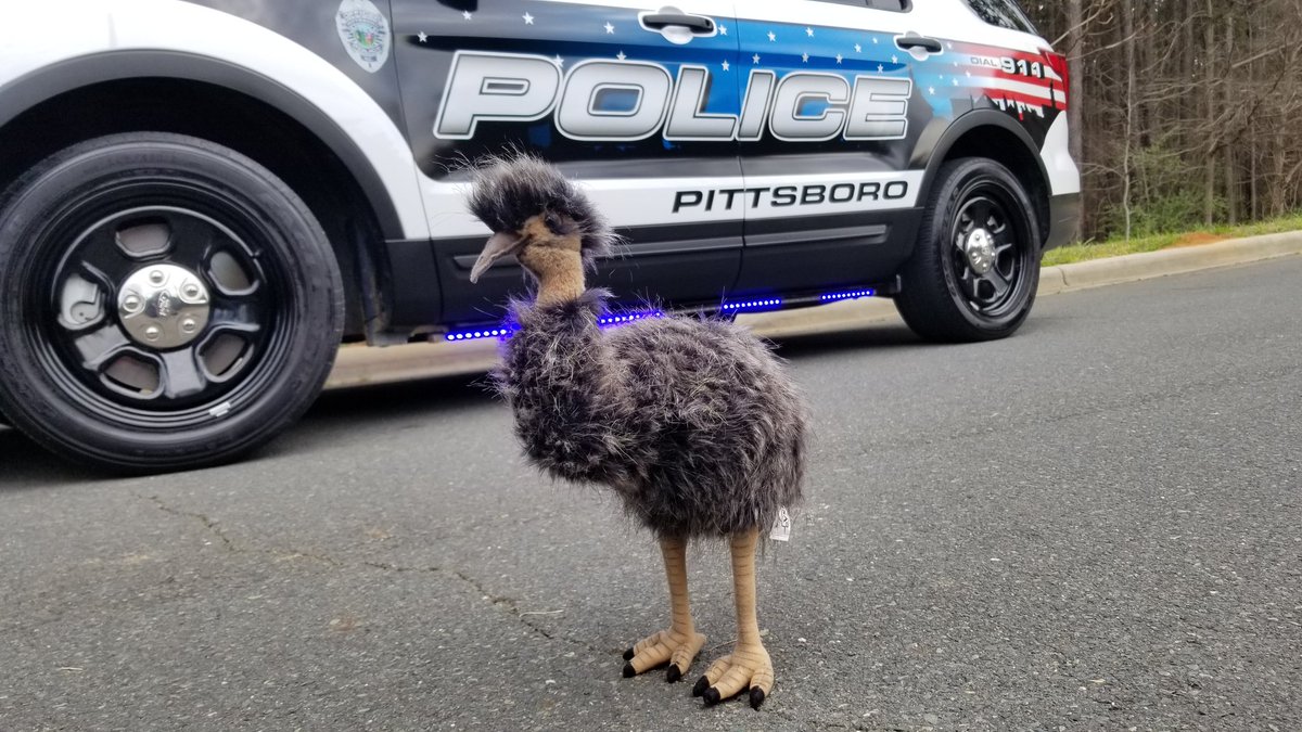 Pittsboro Police Department tweet media