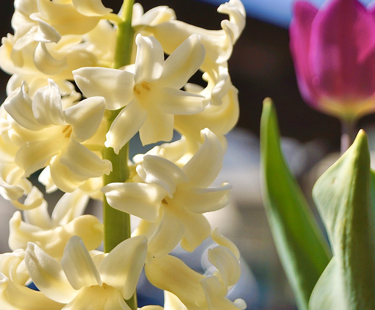 Choco Lucky على تويتر 黄色のヒヤシンスの花言葉 あなたとなら幸せ 紫のチューリップ の花言葉 不滅の愛 いっしょにがんばりましょう Stayhome週間 大切な人のために 自分のために 私の 世界に一つだけの花 Smap 新しい地図 のんびりな会 Choco Lucky على تويتر 黄色のヒヤシンスの花言葉 あなたとなら幸せ 紫のチューリップ の花言葉 不滅の愛 いっしょにがんばりましょう Stayhome週間 大切な人のために 自分のために 私の 世界に一つだけの花 Smap 新しい地図 のんびりな会