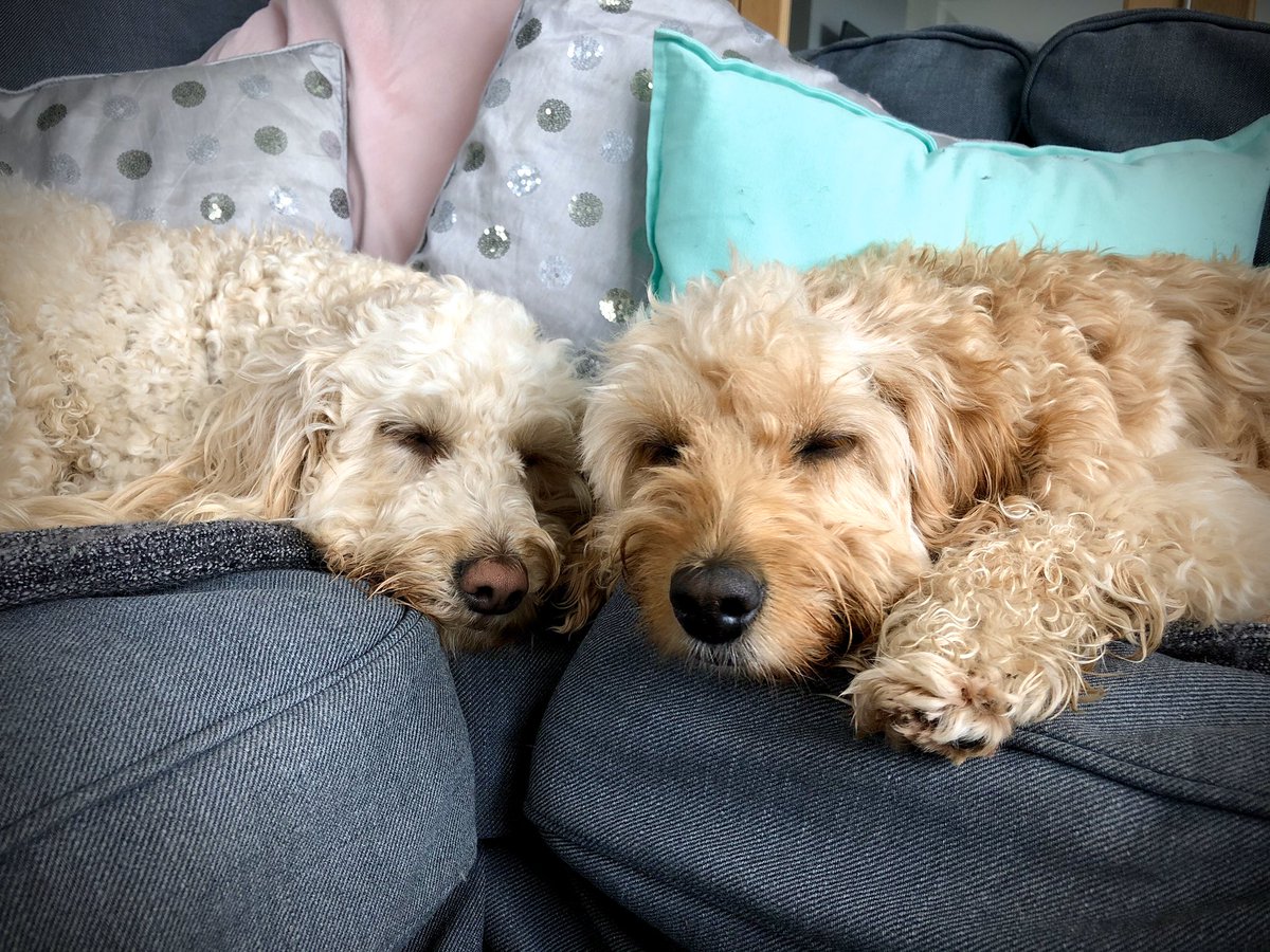 Danielle_DS1's tweet photo. @Sarcasticluther Bonnie (left). Ellie (right) https://t.co/bWAT8sh0bn