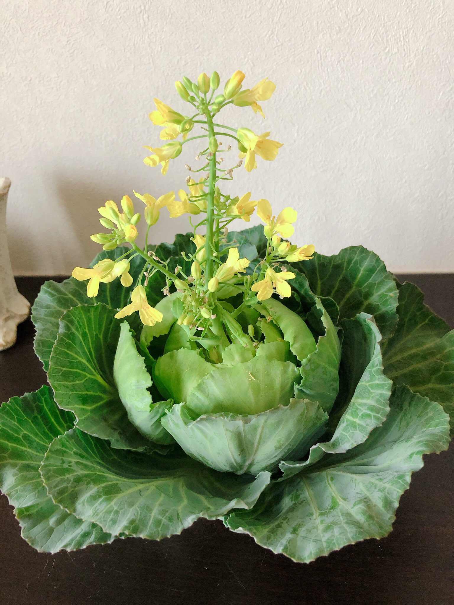 キャベツの花 Twitter Search Twitter
