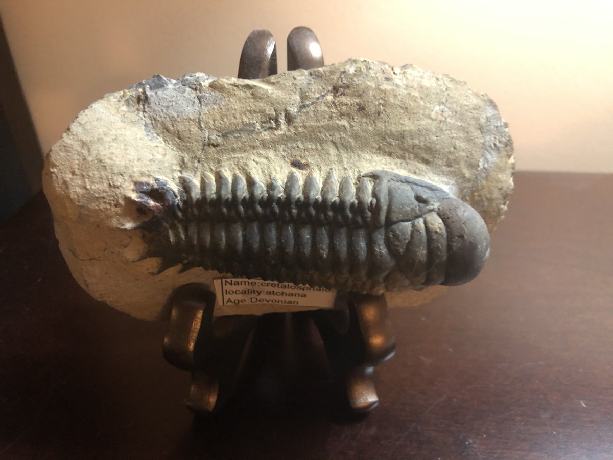 Fossilized Crotalocephalus, purchased