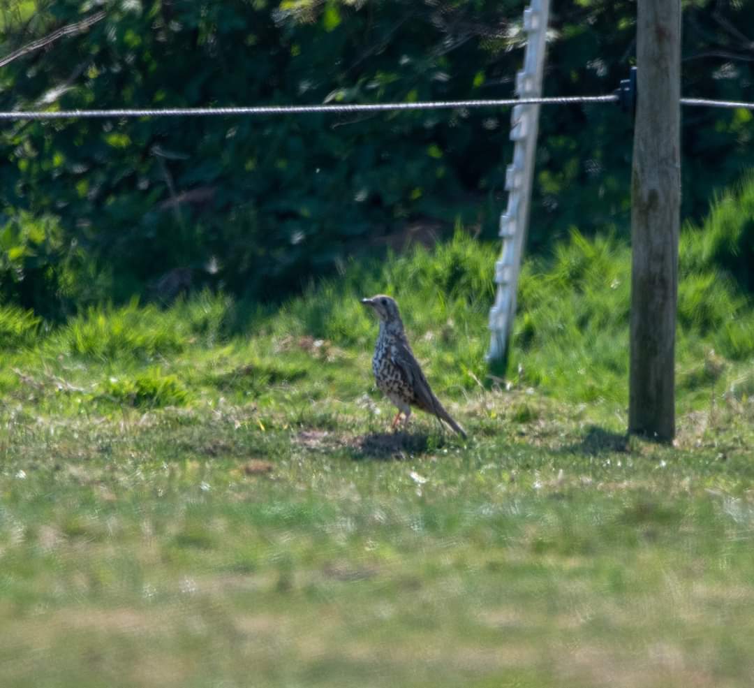 King28Sarah's tweet photo. Spotted today in knapton way off in the distance a mistle thrush..a first for me @YorkBirding #birds #york #mistlethrush #maximumzoom https://t.co/rRo2GvJJUy