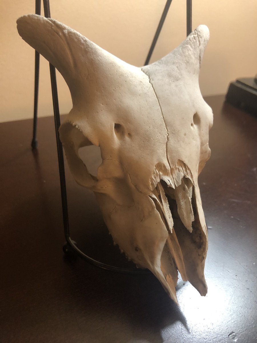 Doe skull, found in Texas