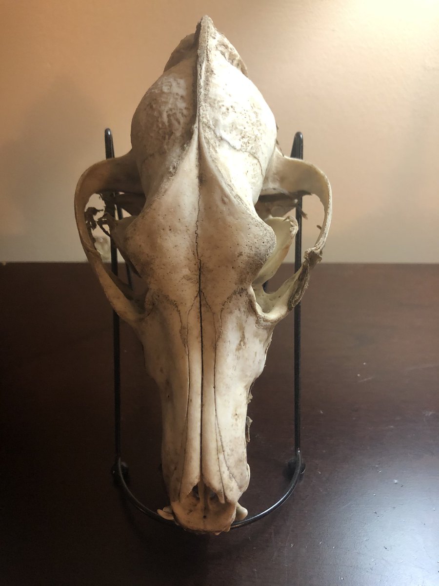 Coyote skull, found in Texas