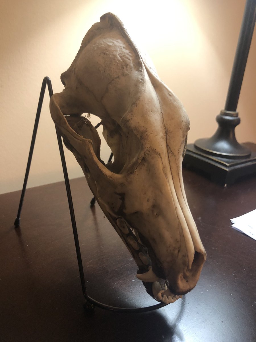 Coyote skull, found in Texas