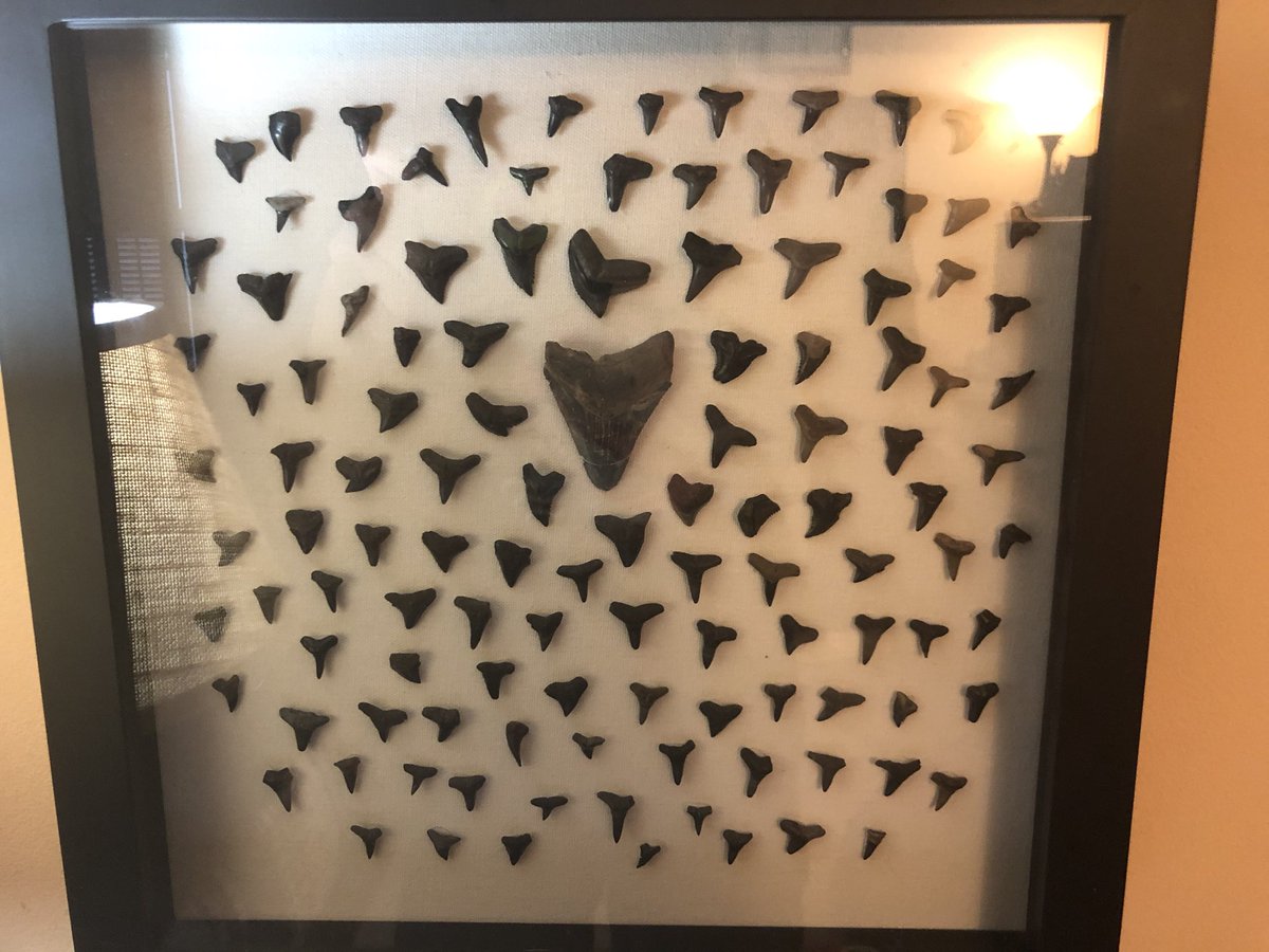 Megalodon and various other shark teeth, found in the Peace River FL