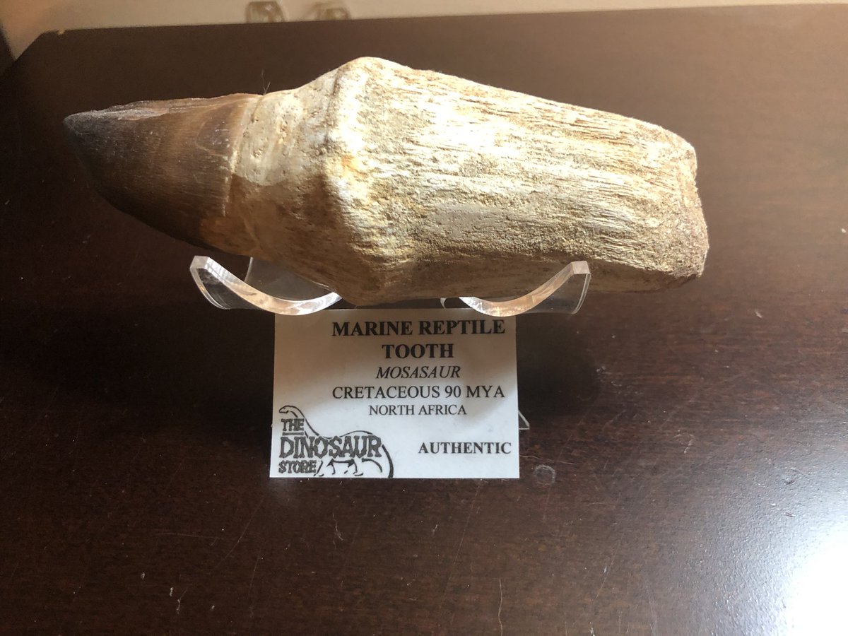Mosasaurus tooth, purchased
