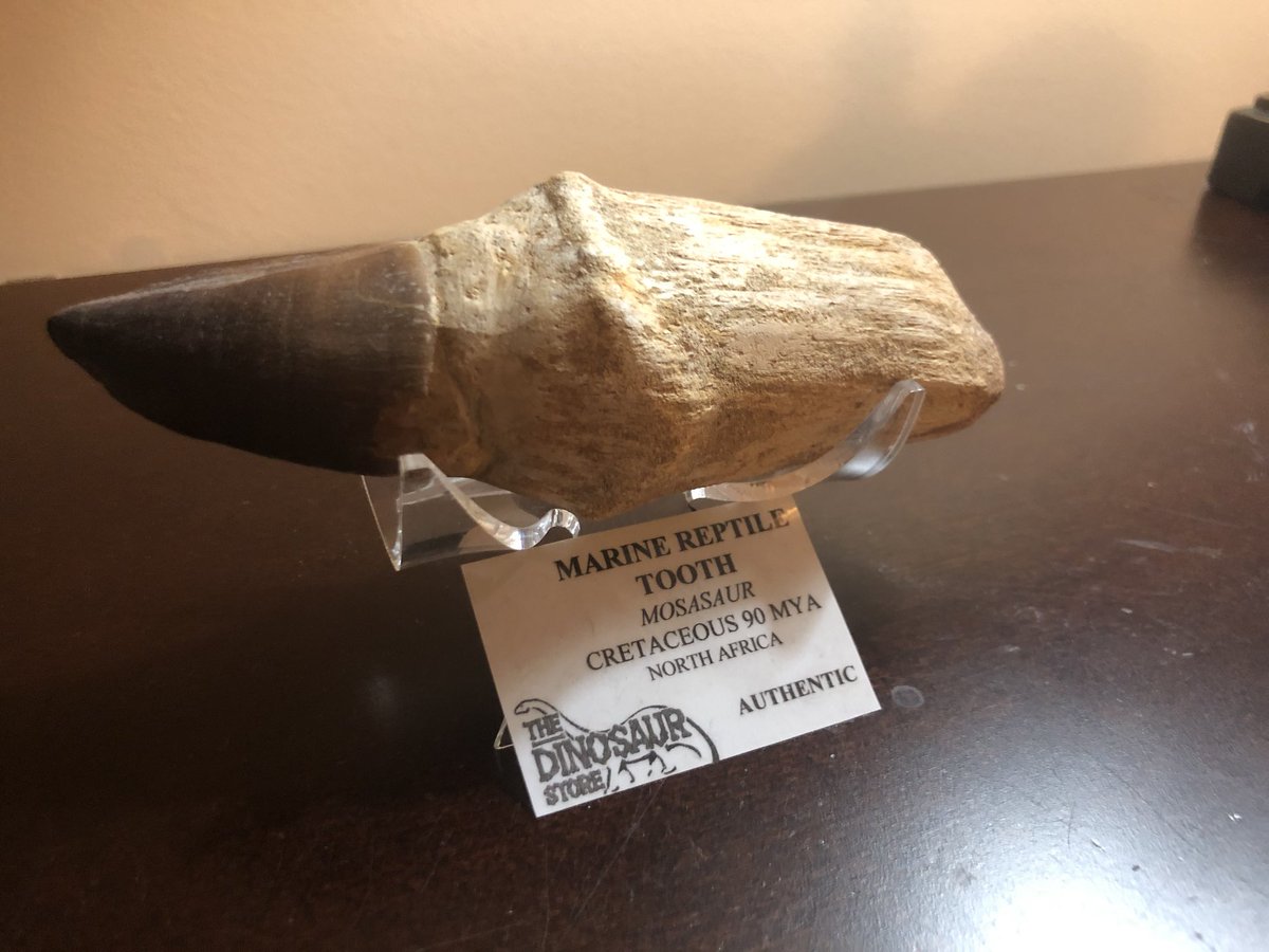 Mosasaurus tooth, purchased