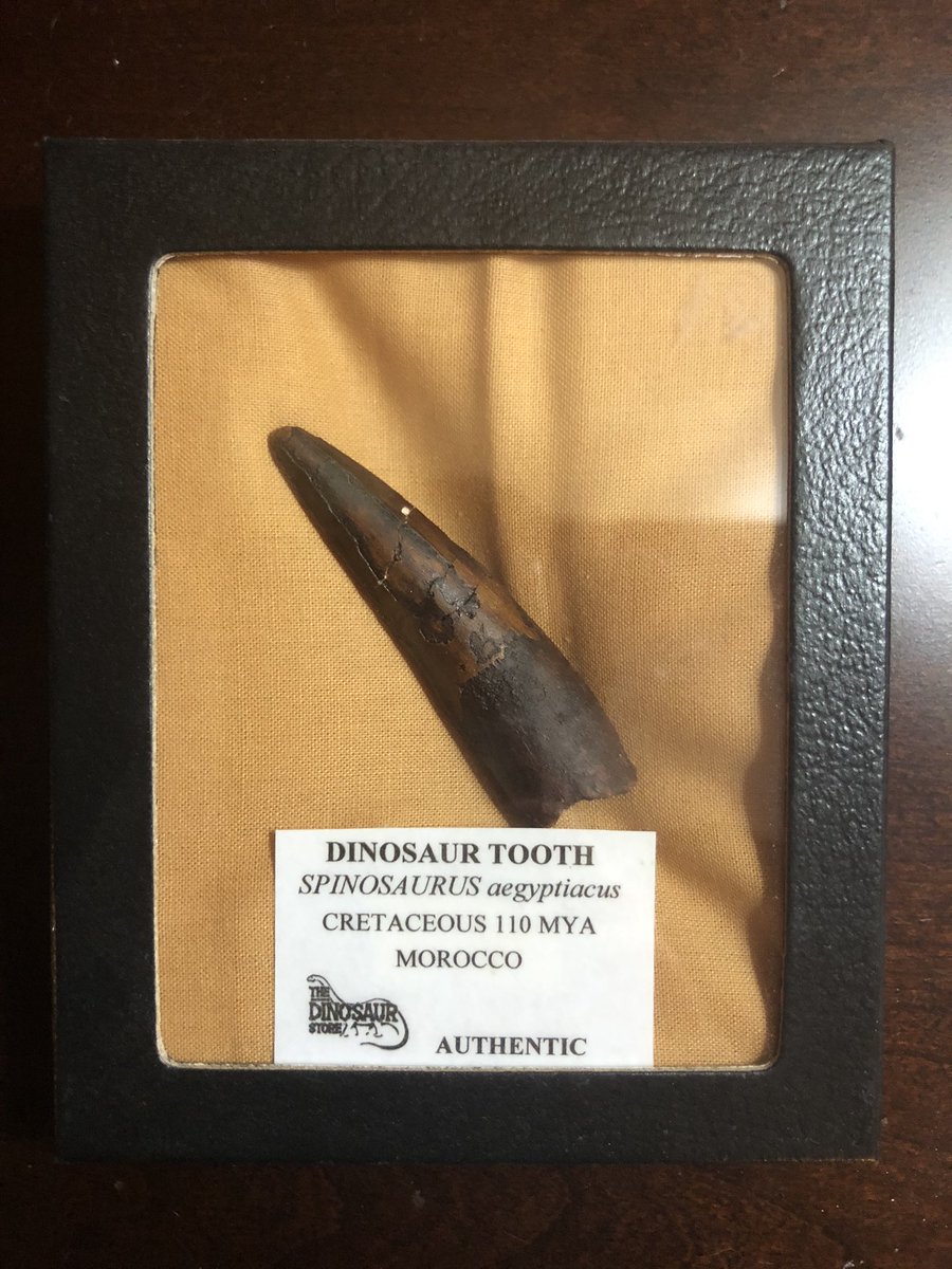 Spinosaurus tooth, purchased