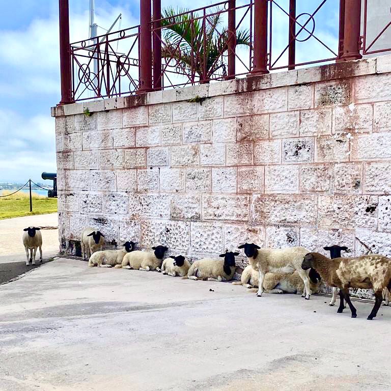NatlMuseumBDA's tweet photo. Lockdown: Day 23 without the humans. Finding new places to staaaaaay cool today. Happy ☀️day! #athomewithhistory #unitedtogetherbda #staaaaaycool #sheeprule #museumsheep https://t.co/MNOhX8Rr6B
