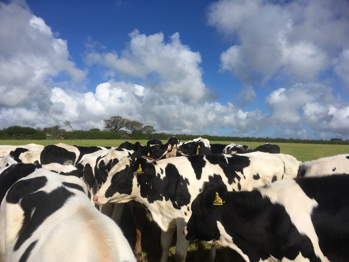 Spot the dog. #WeAreFirstMilk #WeAreWelshFarming