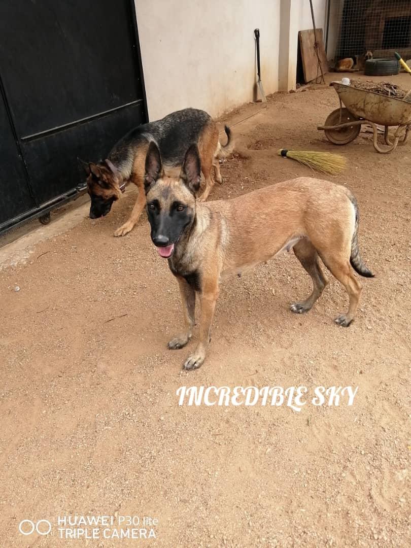 kedivdw's tweet photo. Little Samurai Jacks ready for new homes.....
#WEAREDAFUTURE
#WEAREPAWBUDDIES
#BELGIANMALINOIS
#THEBINLADENDOG
#INTELLIGENTBREED https://t.co/PVPJSbdH8c