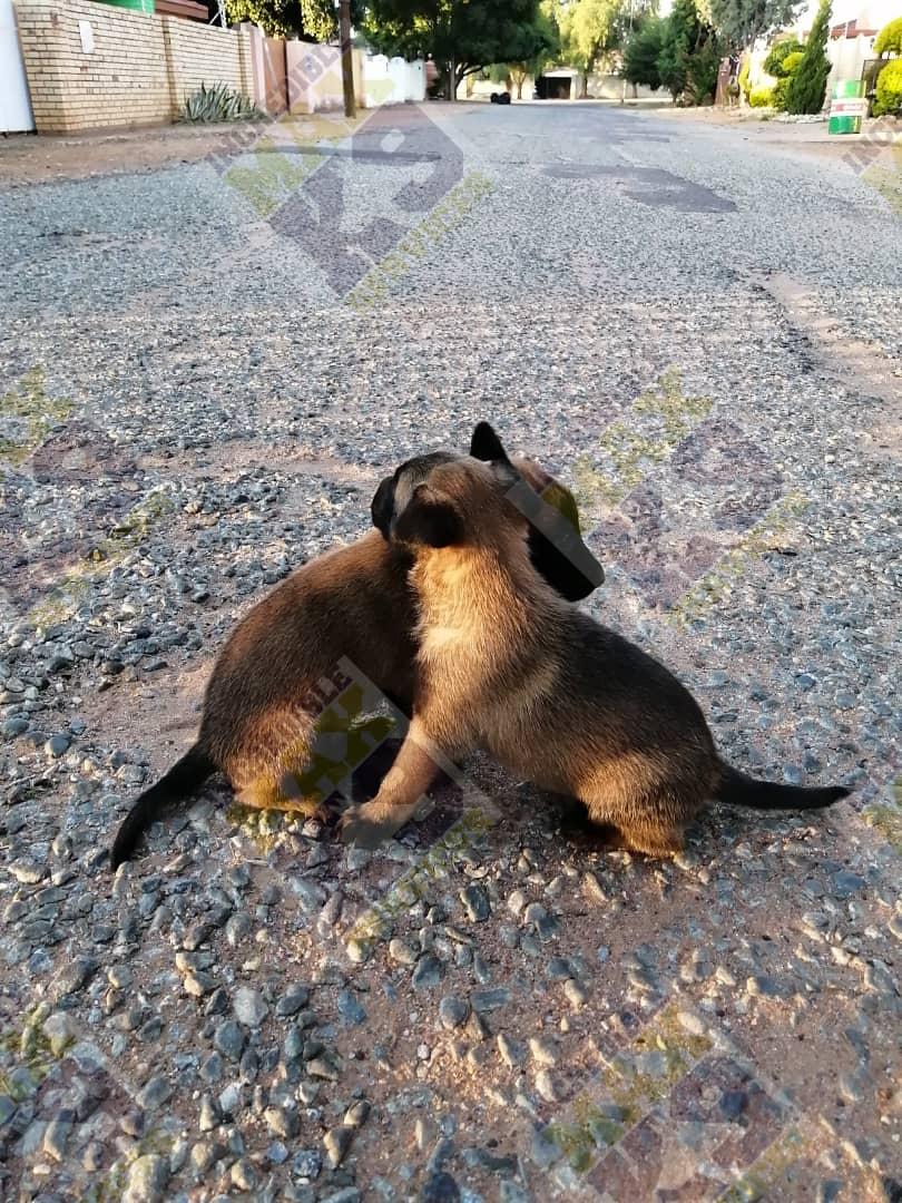kedivdw's tweet photo. Little Samurai Jacks ready for new homes.....
#WEAREDAFUTURE
#WEAREPAWBUDDIES
#BELGIANMALINOIS
#THEBINLADENDOG
#INTELLIGENTBREED https://t.co/PVPJSbdH8c