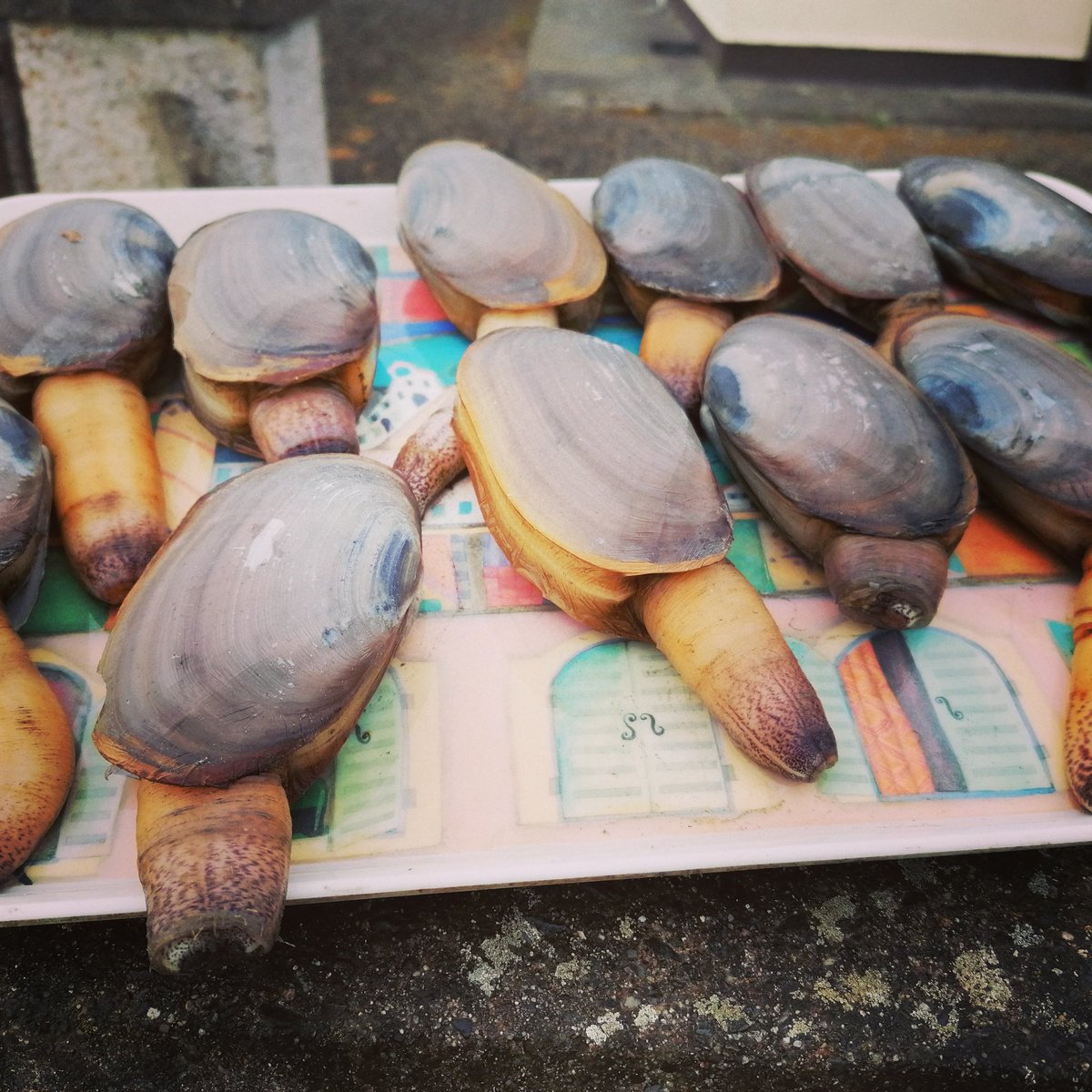 TheGlydeInn's tweet photo. Anyone know the best way to cook these bad boys? 😁😁 #annagassanclams #LouthChat @VisitLouthIE https://t.co/d2BvMUAKTo