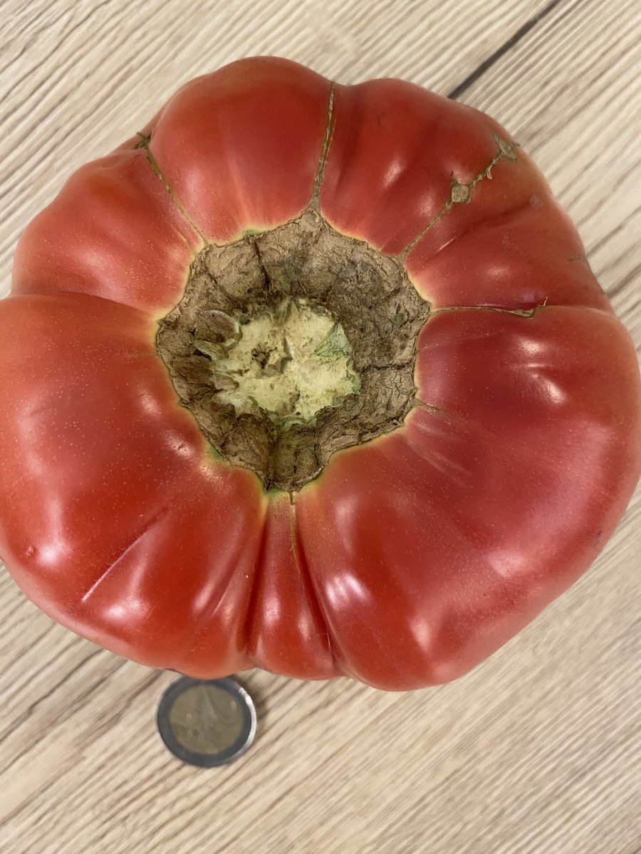 Petrit's tweet photo. There are tomatoes. And there are tomatoes of #Albania. Juiciest, tastiest, sweetest, saladiest of them all. https://t.co/5eYNjXIH0d
