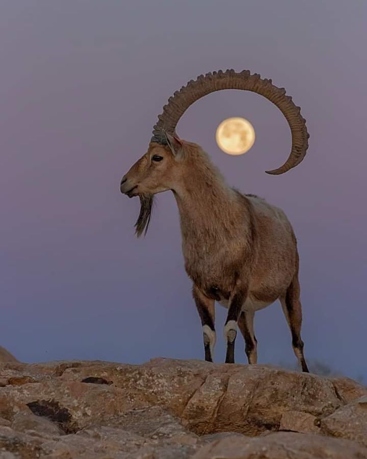 HumSbKaPakistan's tweet photo. Amazing Pakistan &amp; its Wildlife! 😍

#Pakistan #HumSabKaPakistan 🇵🇰 https://t.co/or4aU42E4G