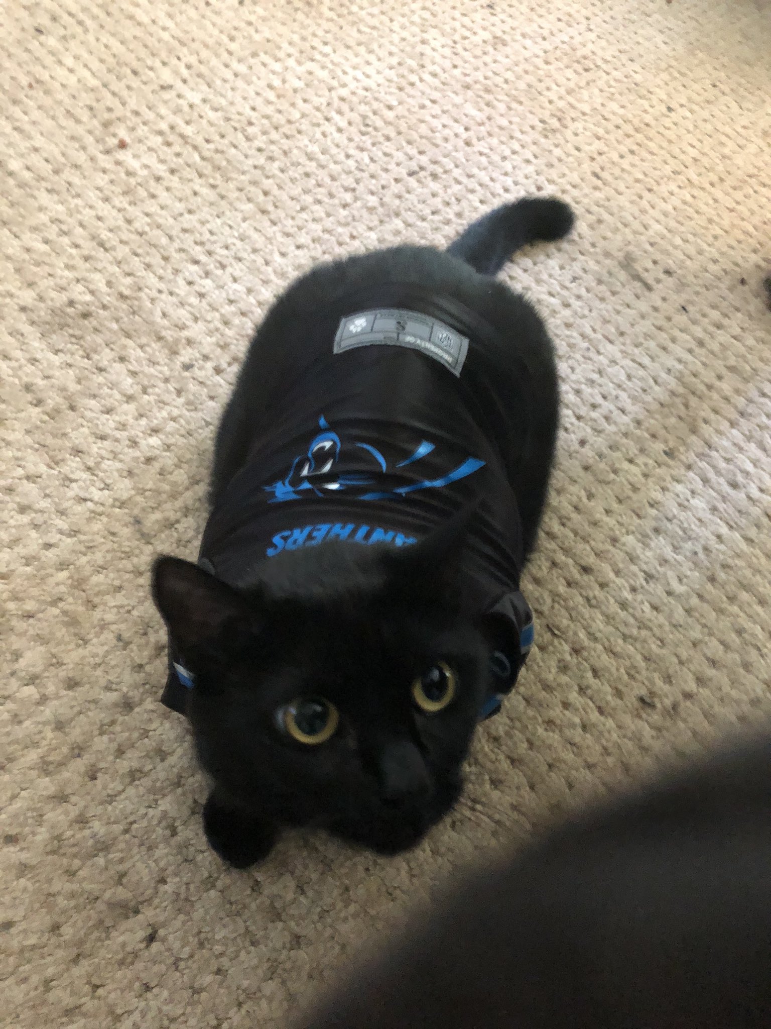 Cat Herder on X: OMG my son bought his cat a Carolina Panthers jersey. I  think she is plotting his destruction.  / X