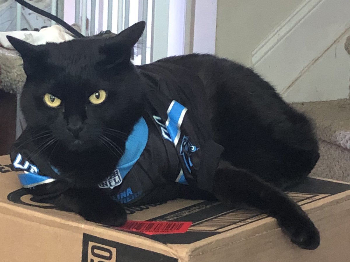 cat panthers jersey