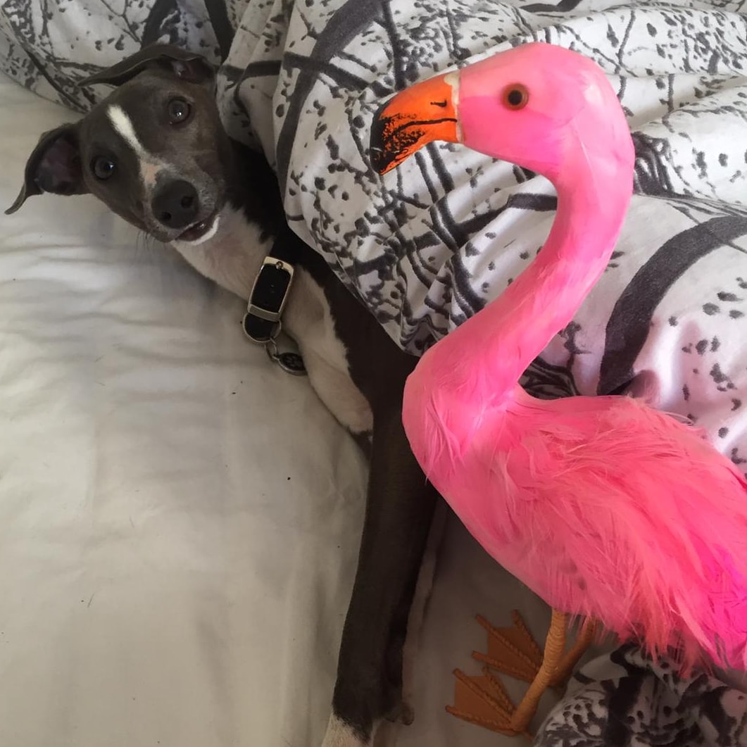 Thanks to the bird experts at <a href="/cjhallvets/">C J Hall Vets</a> who treat flamingos, amongst other unusual species, for sending in a photo of vet practice pup Debbie with a fun pink friend 😊 #InternationalFlamingoDay