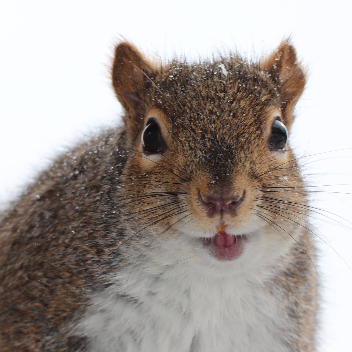ElyssePoetis's tweet photo. Hi ...
Love this cute friend of mine - © Elysse #ElyssePoetis #EP #Squirrels #Animals #CuteFriends #Nature #ON #Canada https://t.co/P37pi3nFQo