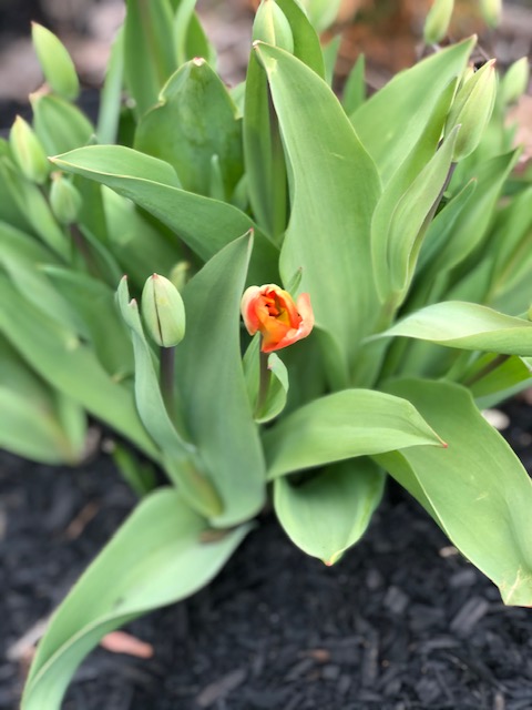 StouffLegion459's tweet photo. #BloomingLib75 https://t.co/rvaWxeAzg5