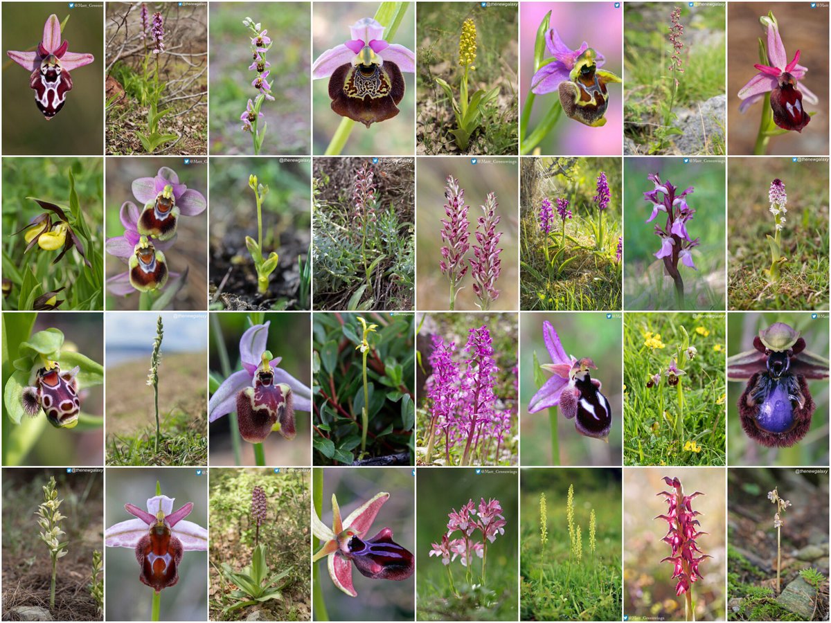 EuropeanOrchids's tweet photo. The Football has been postponed but fear not, the inaugral European #Orchid Championships haven’t. @thenewgalaxy of @EuropeanOrchids &amp; @Matt_Greenwings of @Greenwings have picked some awesome species to pitch against each other to decide a 2020 champion voted by you! Stay tuned! https://t.co/ihA0attKce