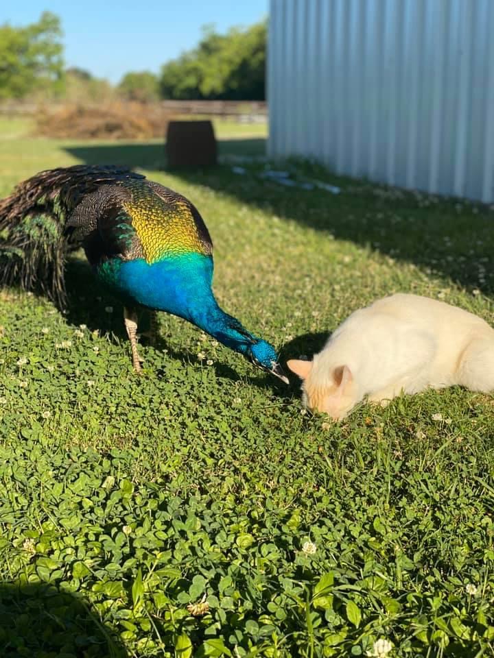 missusgreer's tweet photo. kevin loves his kitties https://t.co/QJZ7yCXqgh