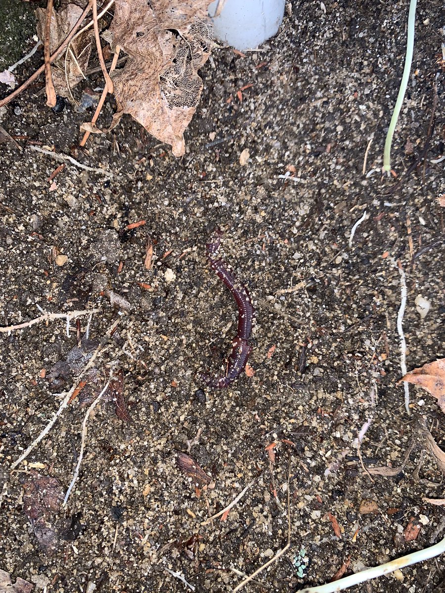 madiema330's tweet photo. raked yesterday, found some earthworms #stonehillbiodiversity https://t.co/IsMGPDBwFI